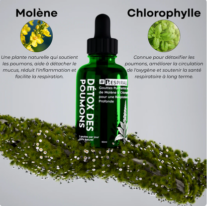 Molène : purifiez vos poumons et respirez facilement